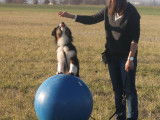 La Classe Canine