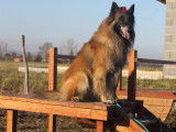 La Classe Canine