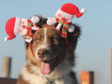 La Classe Canine