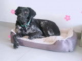 Canin conseils