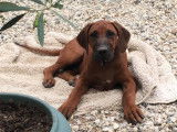 Canin conseils