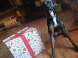 Canin conseils