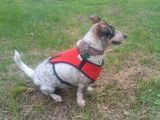 Canin conseils