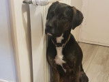 Canin conseils