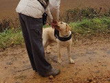 Canin conseils