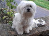 Canin conseils