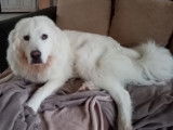 Canin conseils