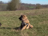 Canin conseils