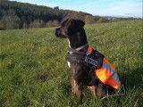 Canin conseils