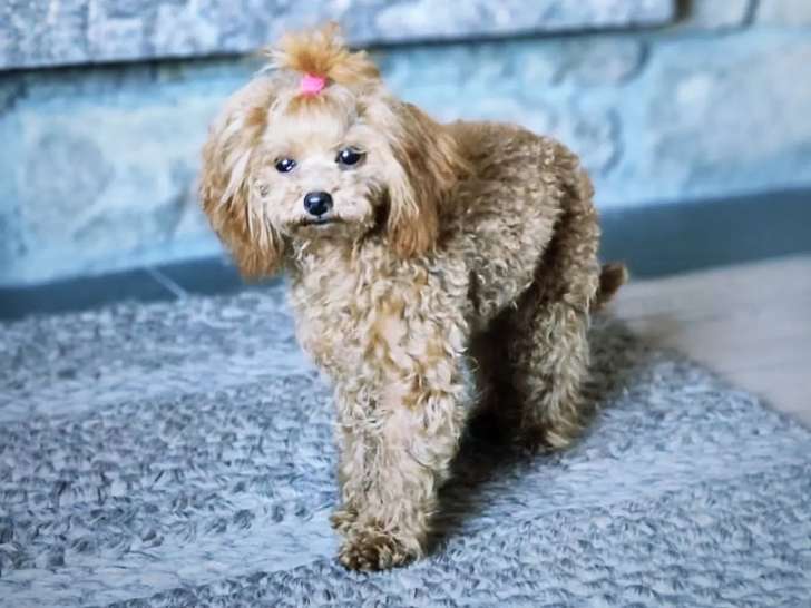Mont-Blanc Dog Center
