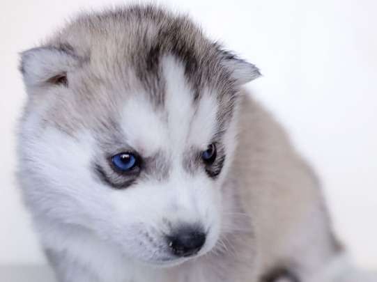 De La Foret De Miss Purple Elevage De Husky Siberien A Nimes