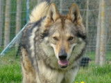 Chien loup CHUUCK chez z Orel Ochrana