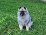 Europe Centre Canin