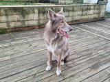 Europe Centre Canin
