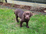 Europe Centre Canin