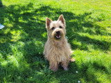 Europe Centre Canin