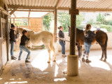 Ecole Française d'Ostéopathie Animale (EFOA)