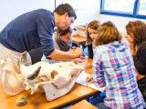 Ecole Française d'Ostéopathie Animale (EFOA)