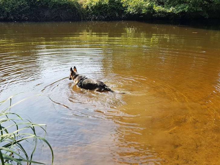 Dog and Co'ach