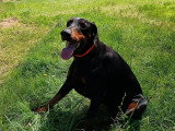 Chien au Pied