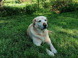 Chien au Pied
