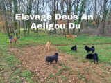 Deus An Aeligou Du