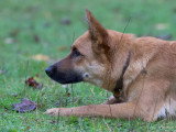 Bien avec son chien