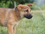 Bien avec son chien