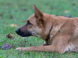Bien avec son chien