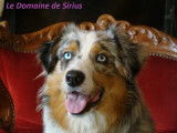 De L'Empereur Sirius