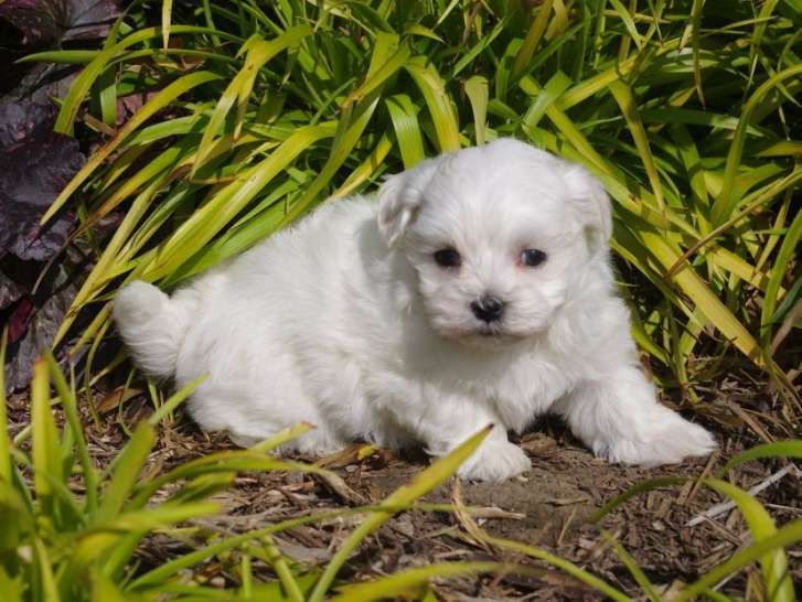 Thery levage de Bichon Maltais Bellancourt