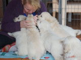 Des Puppys Goldens Love