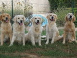 Des Puppys Goldens Love