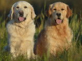 Des Puppys Goldens Love