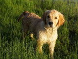 Des Puppys Goldens Love