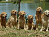 Des Puppys Goldens Love