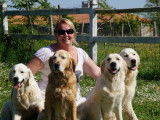 Des Puppys Goldens Love