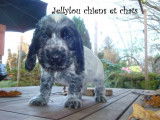 Jellylou chiens et chats