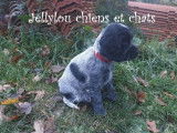 Jellylou chiens et chats