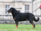 Best In Show Kennel