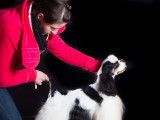Best In Show Kennel