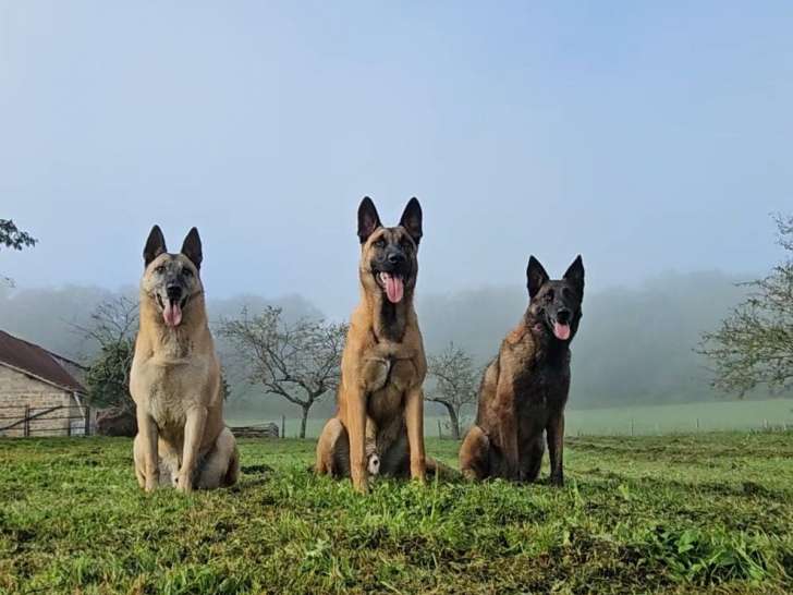 FKL Education canine