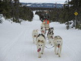 Northern Lights Dog Sledding