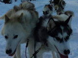 Northern Lights Dog Sledding