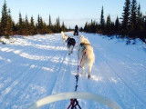Northern Lights Dog Sledding