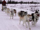 Northern Lights Dog Sledding