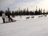 Northern Lights Dog Sledding