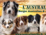 De L'Australia's Tribu