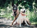 Dog Serenity