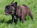 Centre canin la Faye